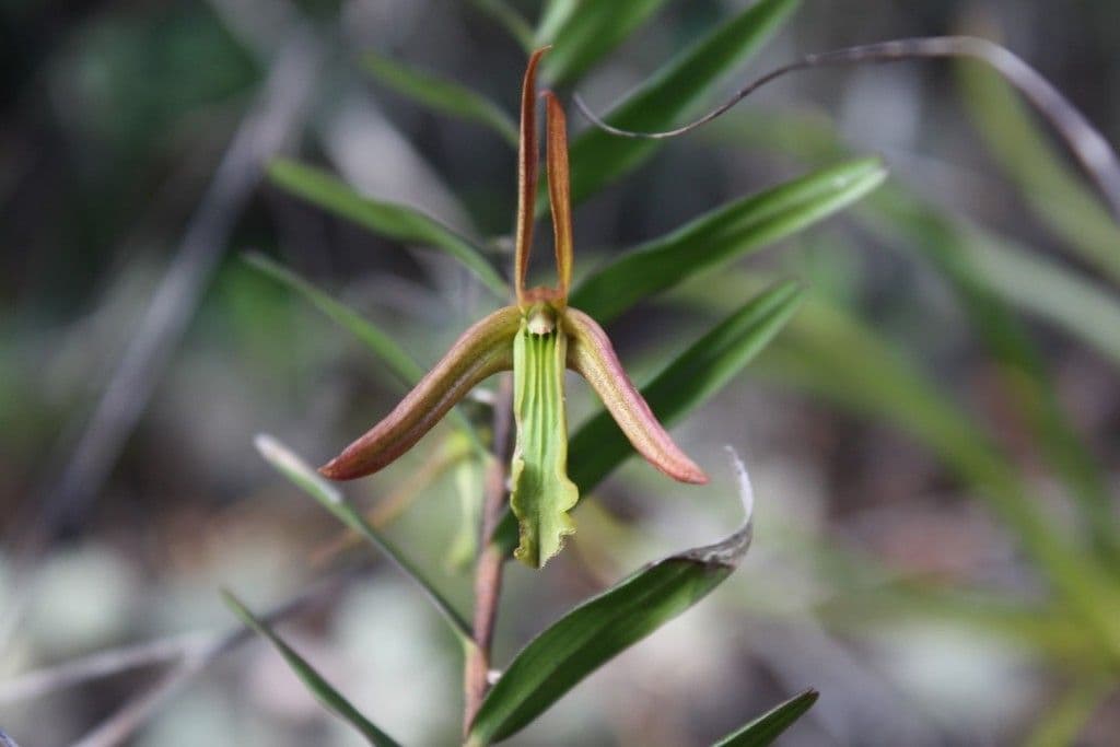 Dendrobium