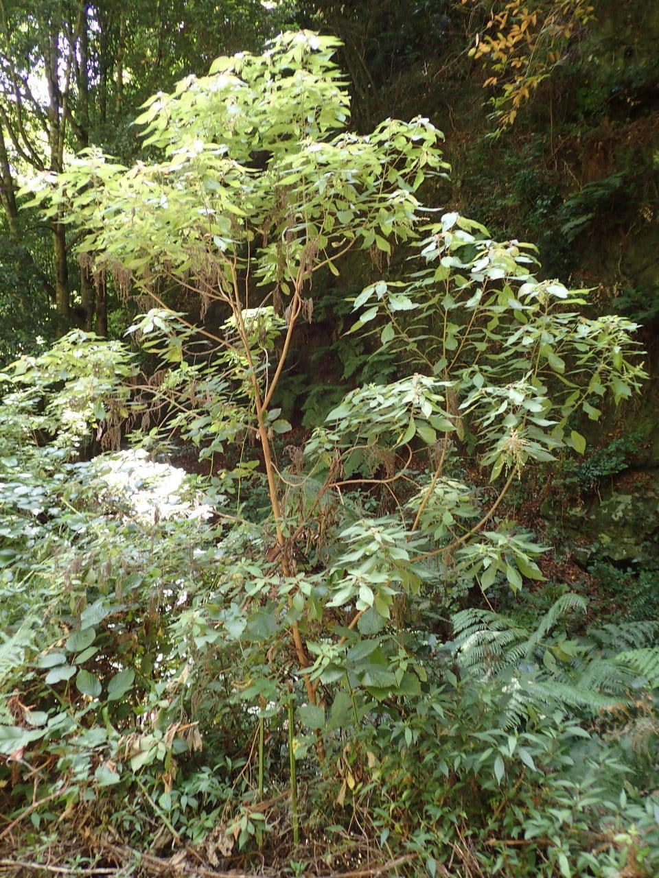Gesnouinia 8
