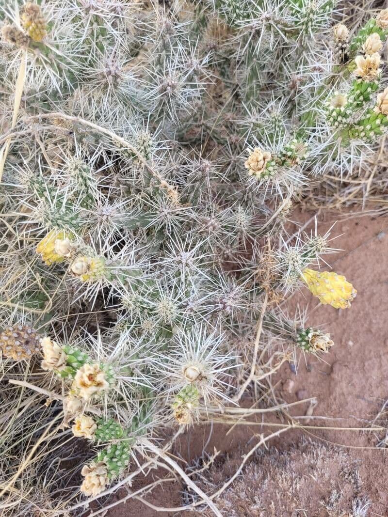 Whippels Cholla 9