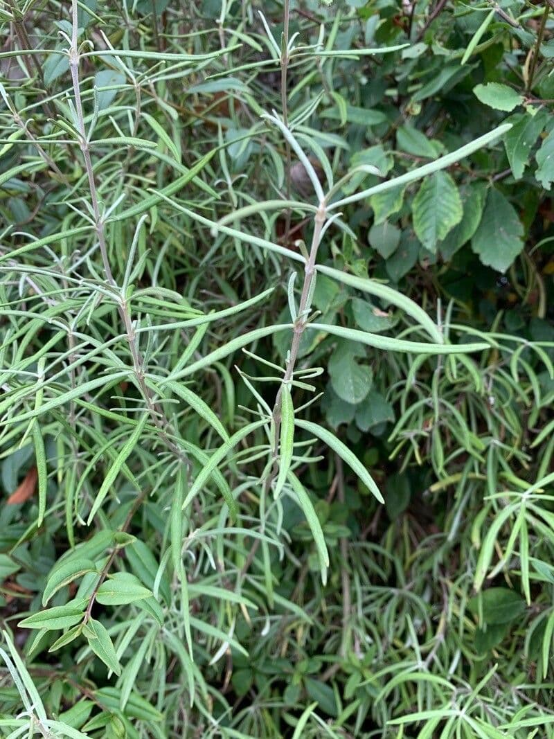 Olearia 7