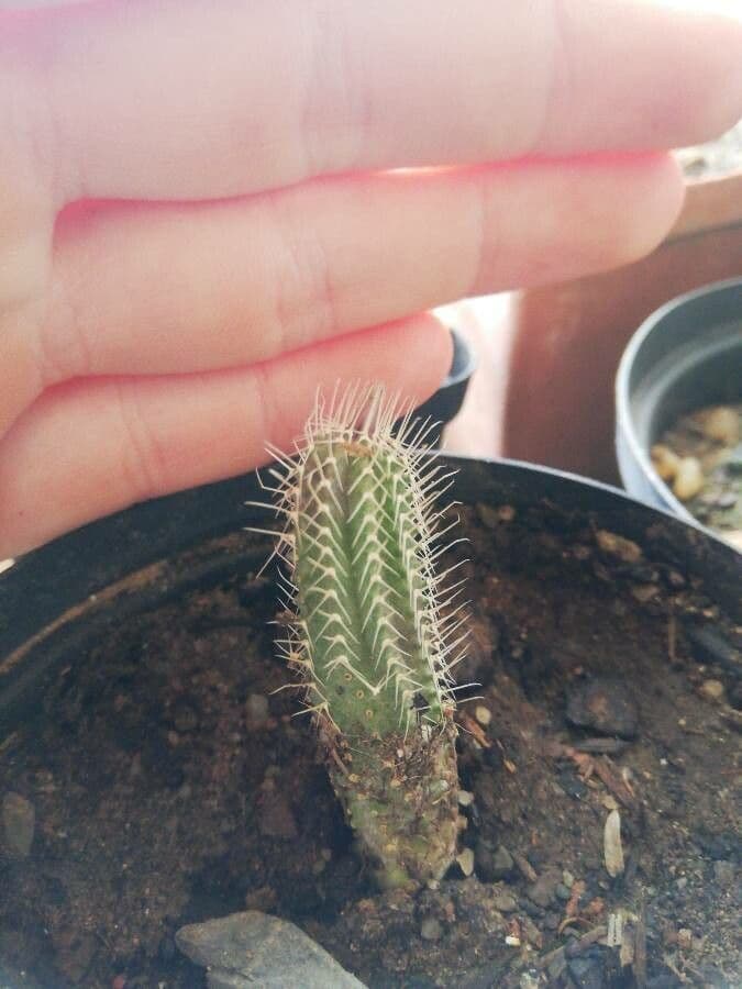 Tavaresia 4