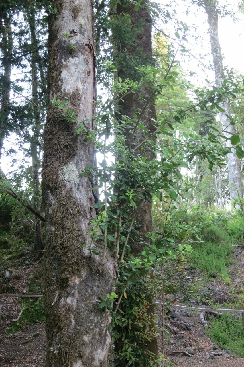 Archidasyphyllum 6