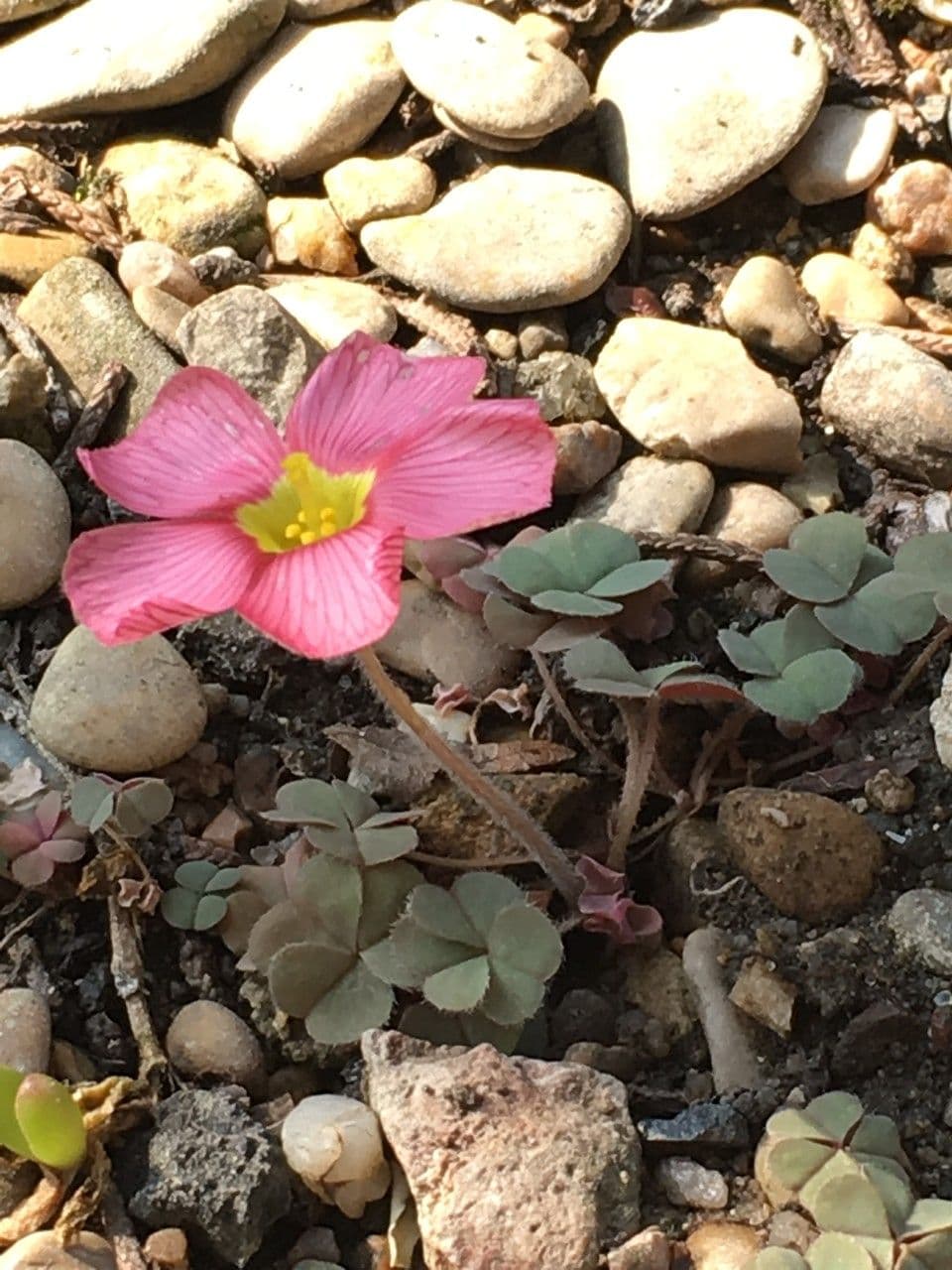 Oxalis 7