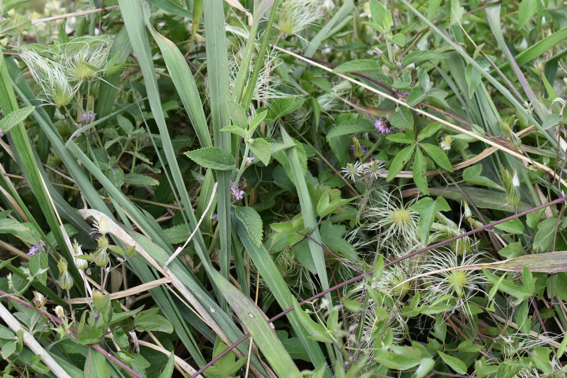 Lippia alba 7