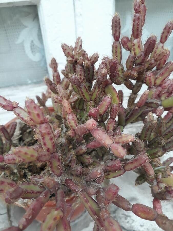 Rhipsalis 10