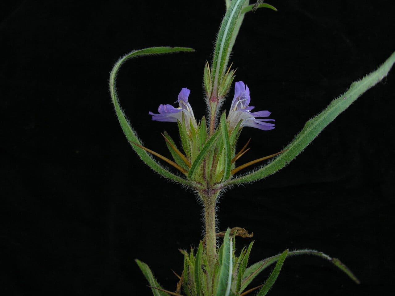 Hygrophila 8