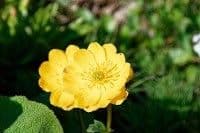 Trollius