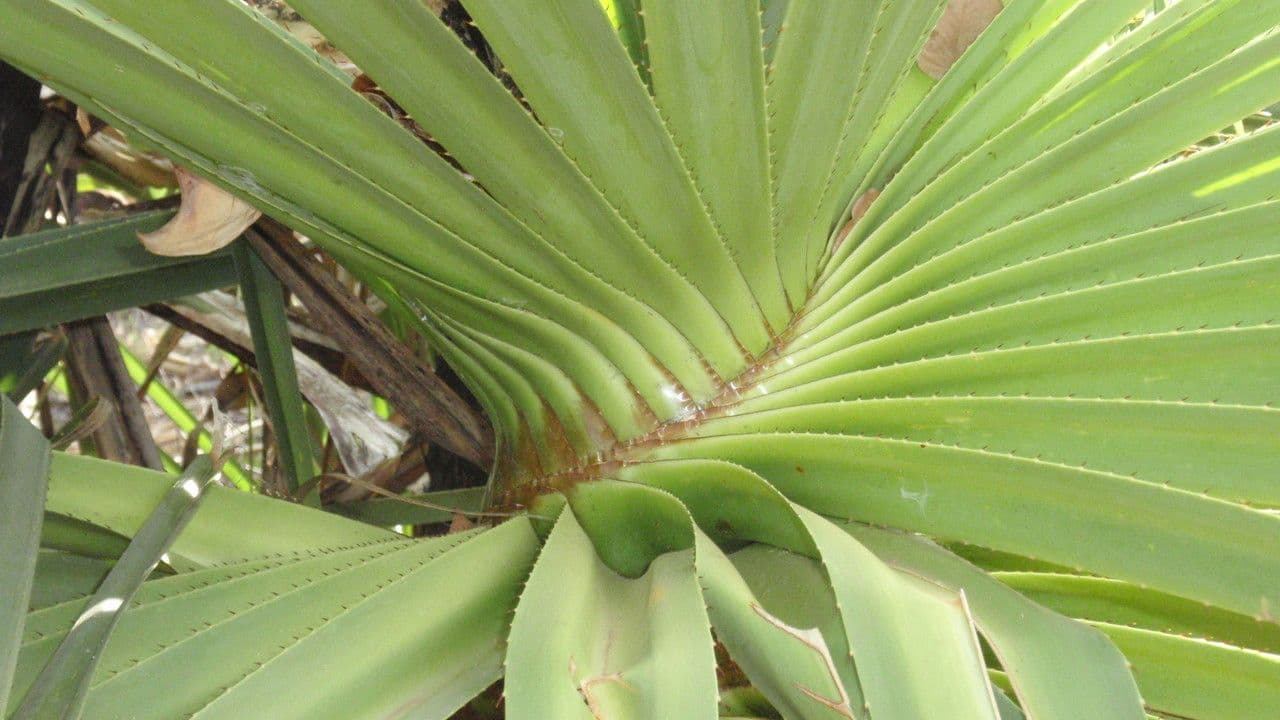 Schraubenbaum 7
