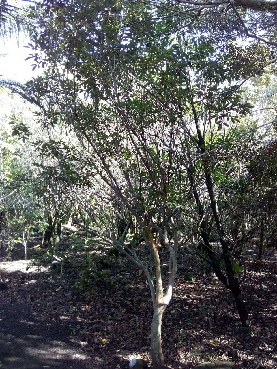 Cossinia pinnata 14