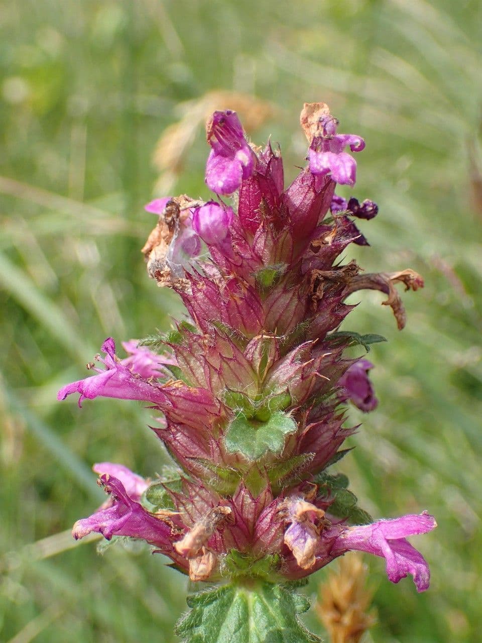 Stachys 2