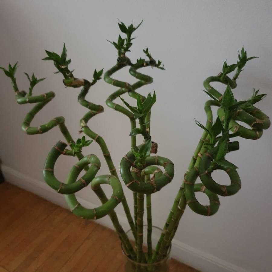 Dracena 4