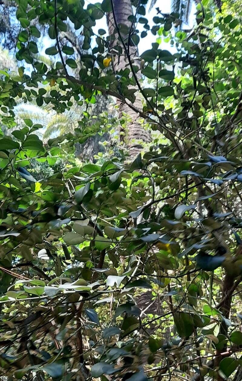 Susina del Natal 11