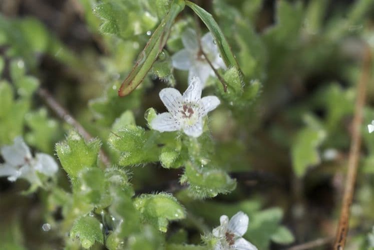 Nemophila 6