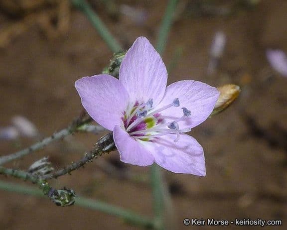 Saltugilia 2