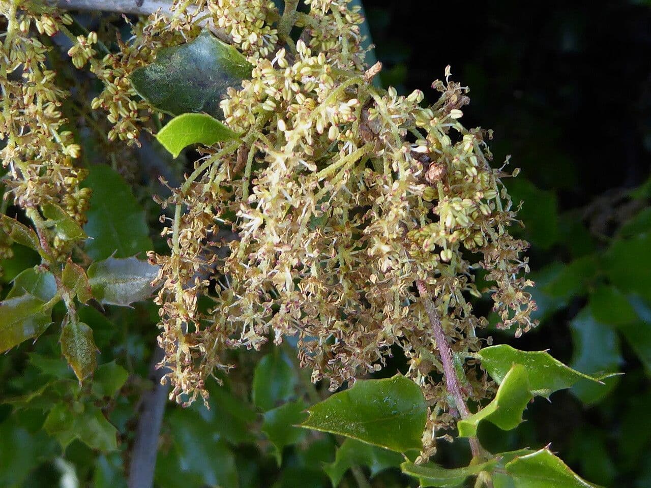 Scharlach-Eiche 7