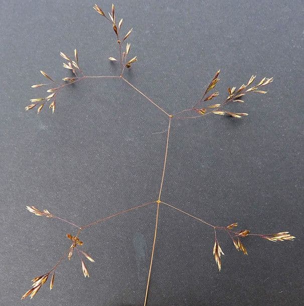 Deschampsia media 17