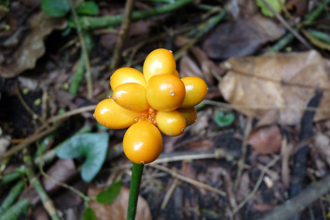 Nephthytis 2