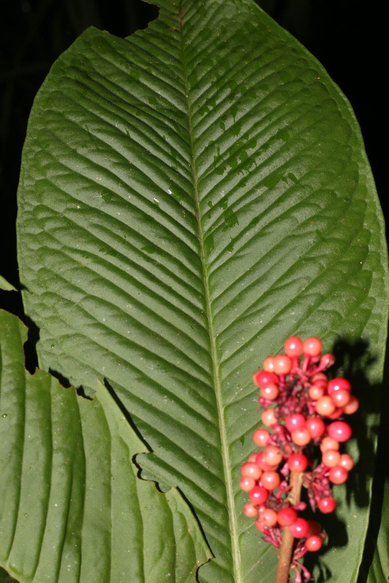 Ardisia 12