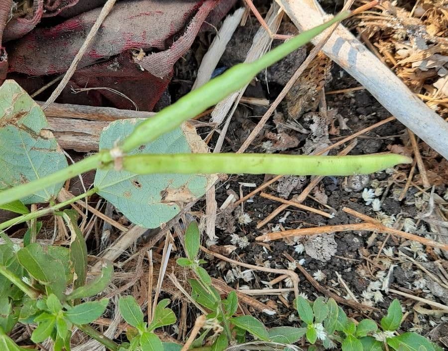 Vigna frutescens 5