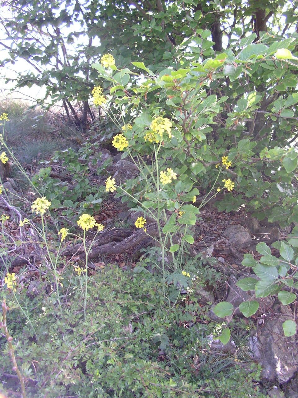 Islay-Senf 12