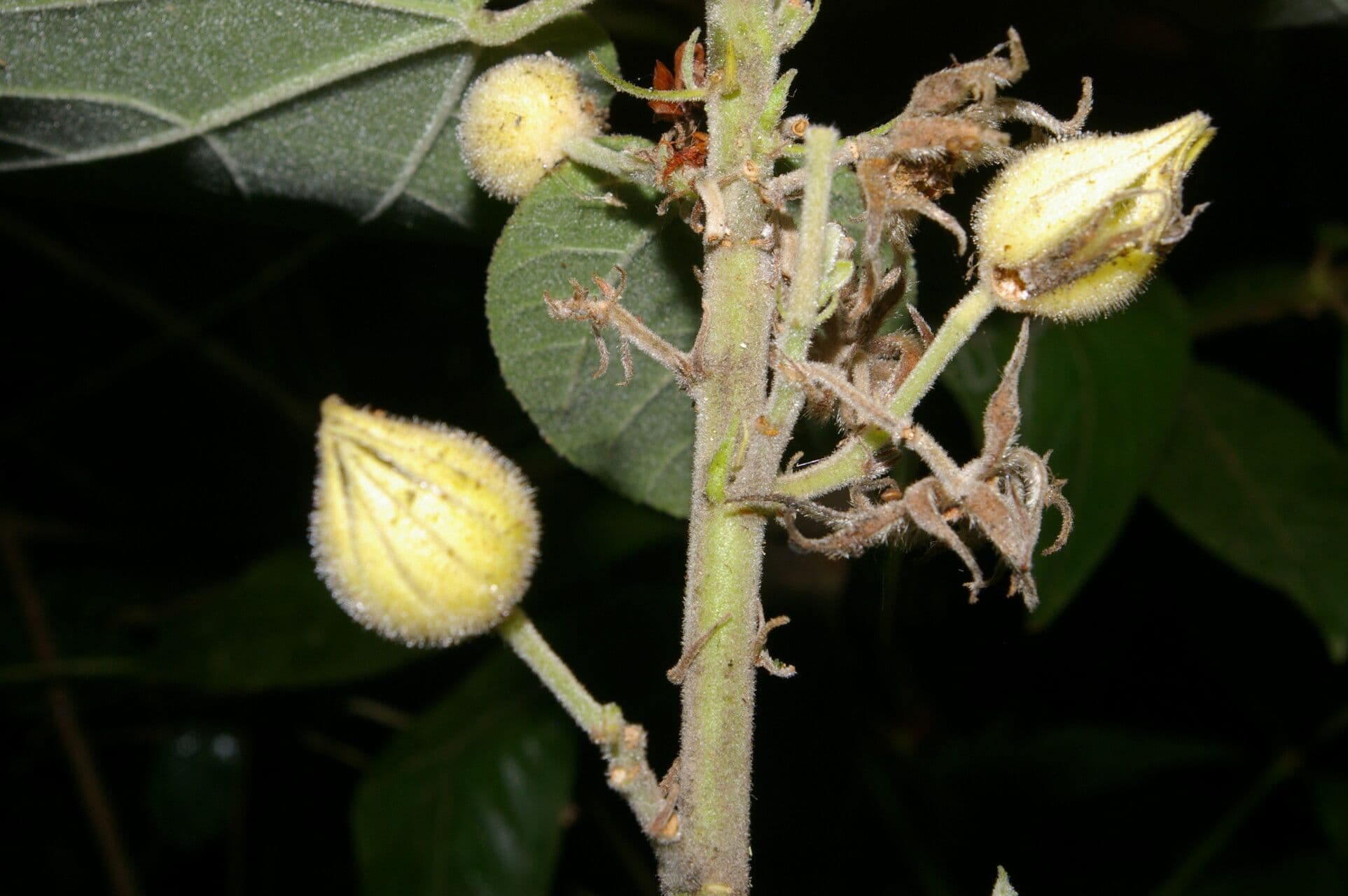 Malvaviscus