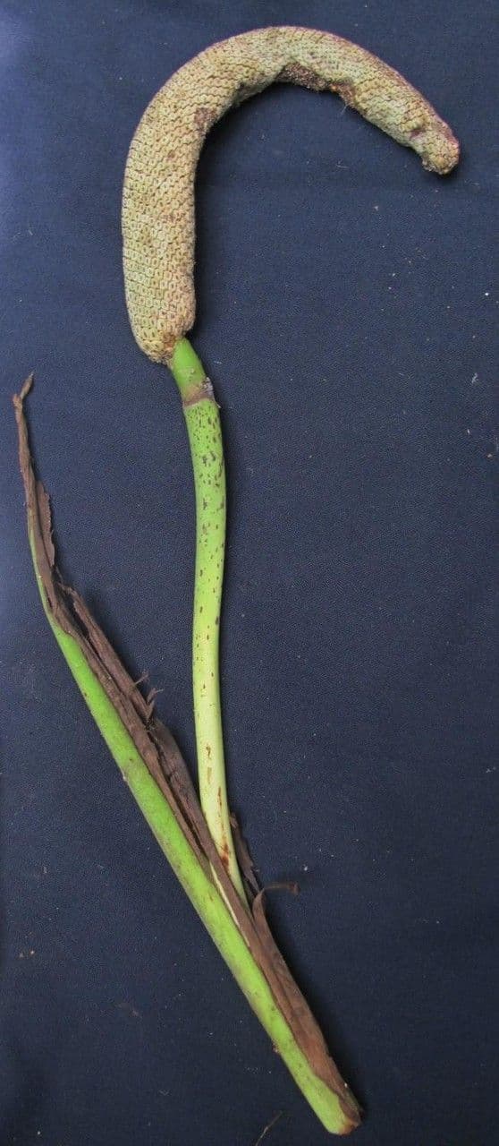 Rhodospatha 2
