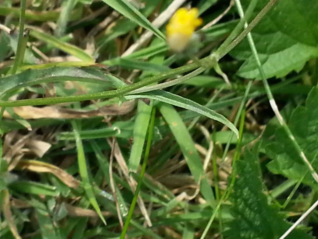 Radicchiella capillare 29