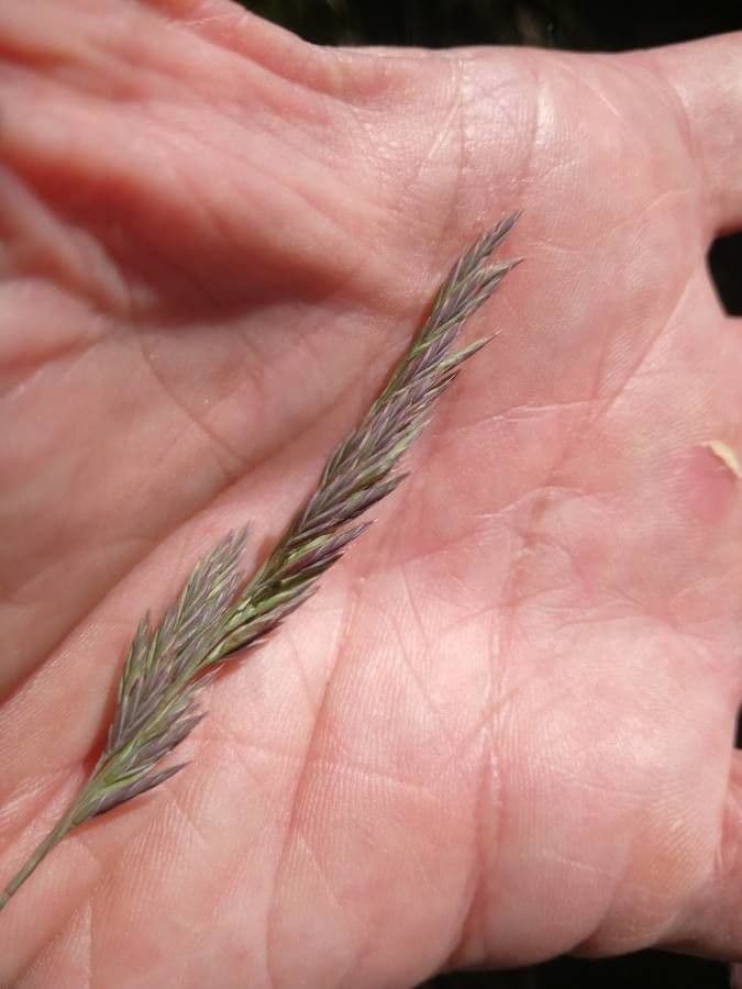 Festuca ovina 8