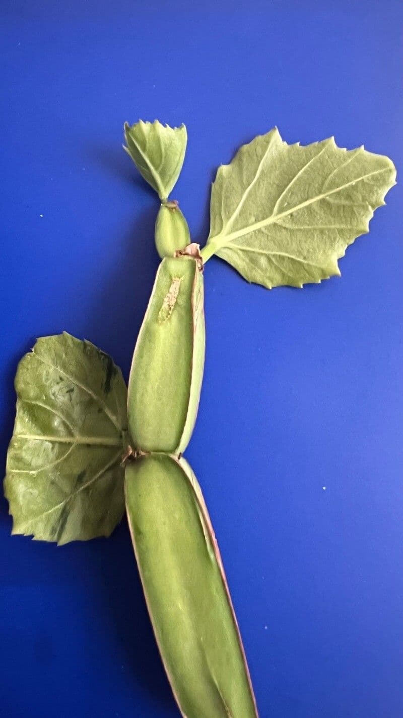 Cissus 4