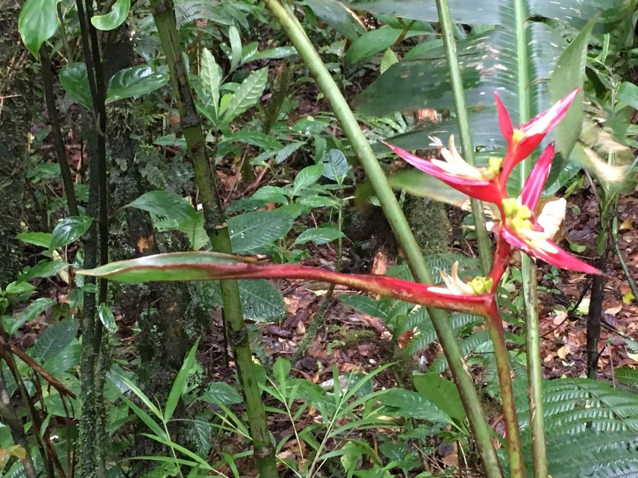 Heliconia 15
