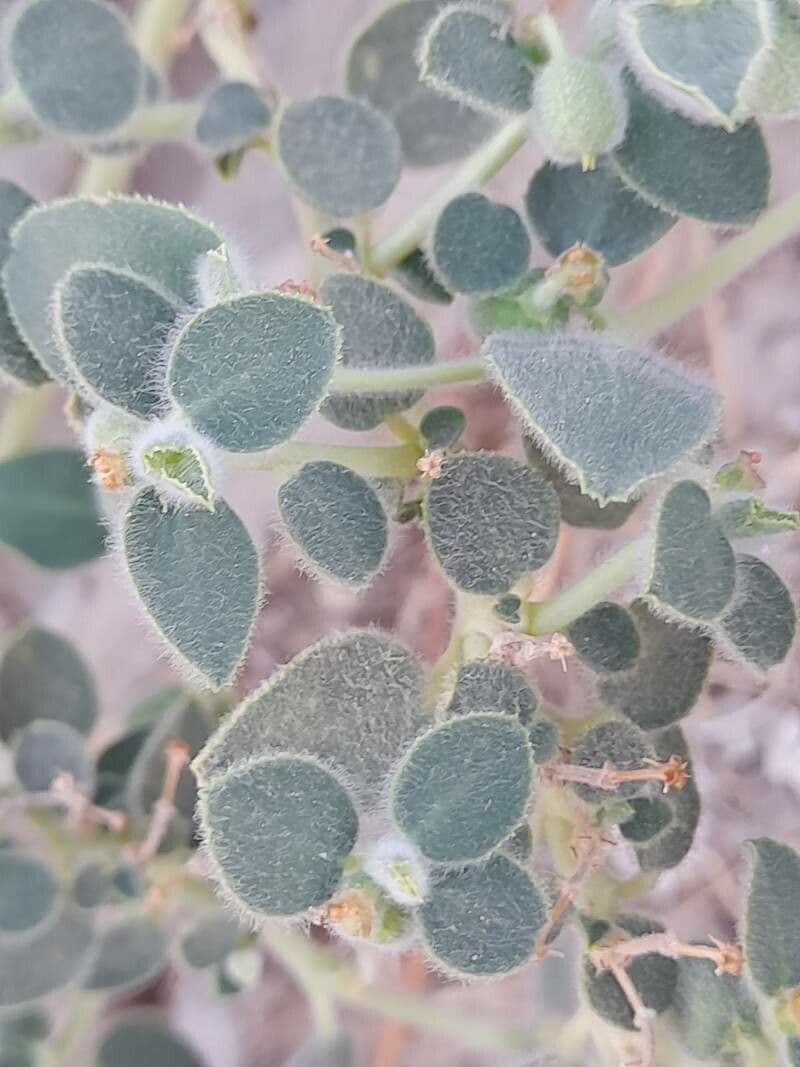 Petiolate Spurge 12