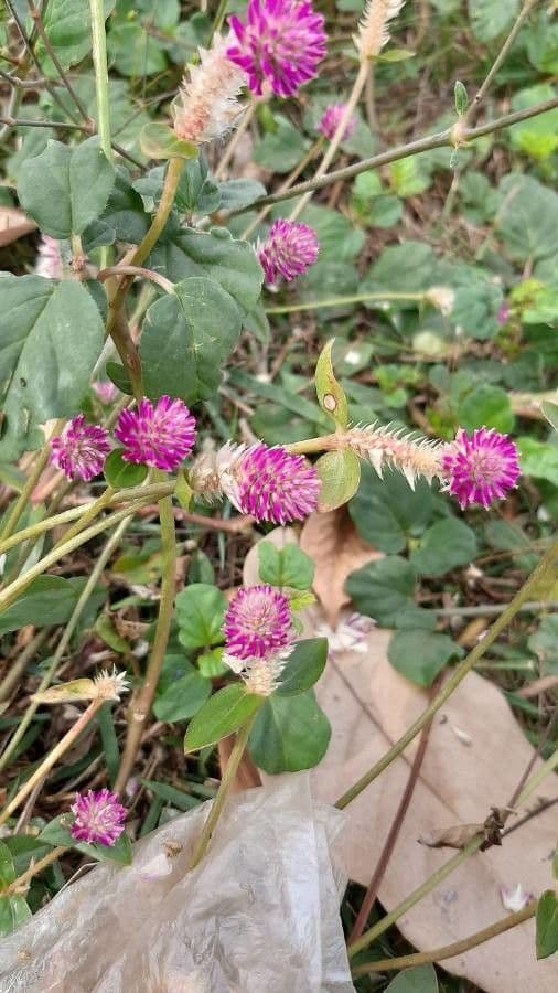 Gomphrena serrata 3