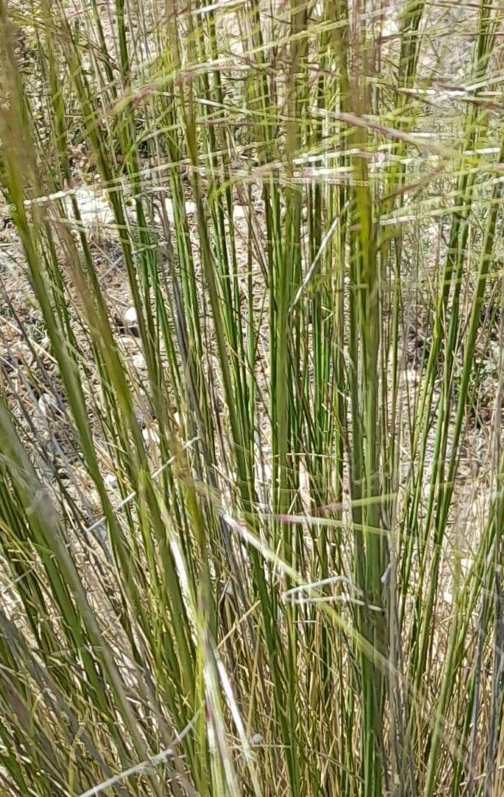 Nassella di Nees 13