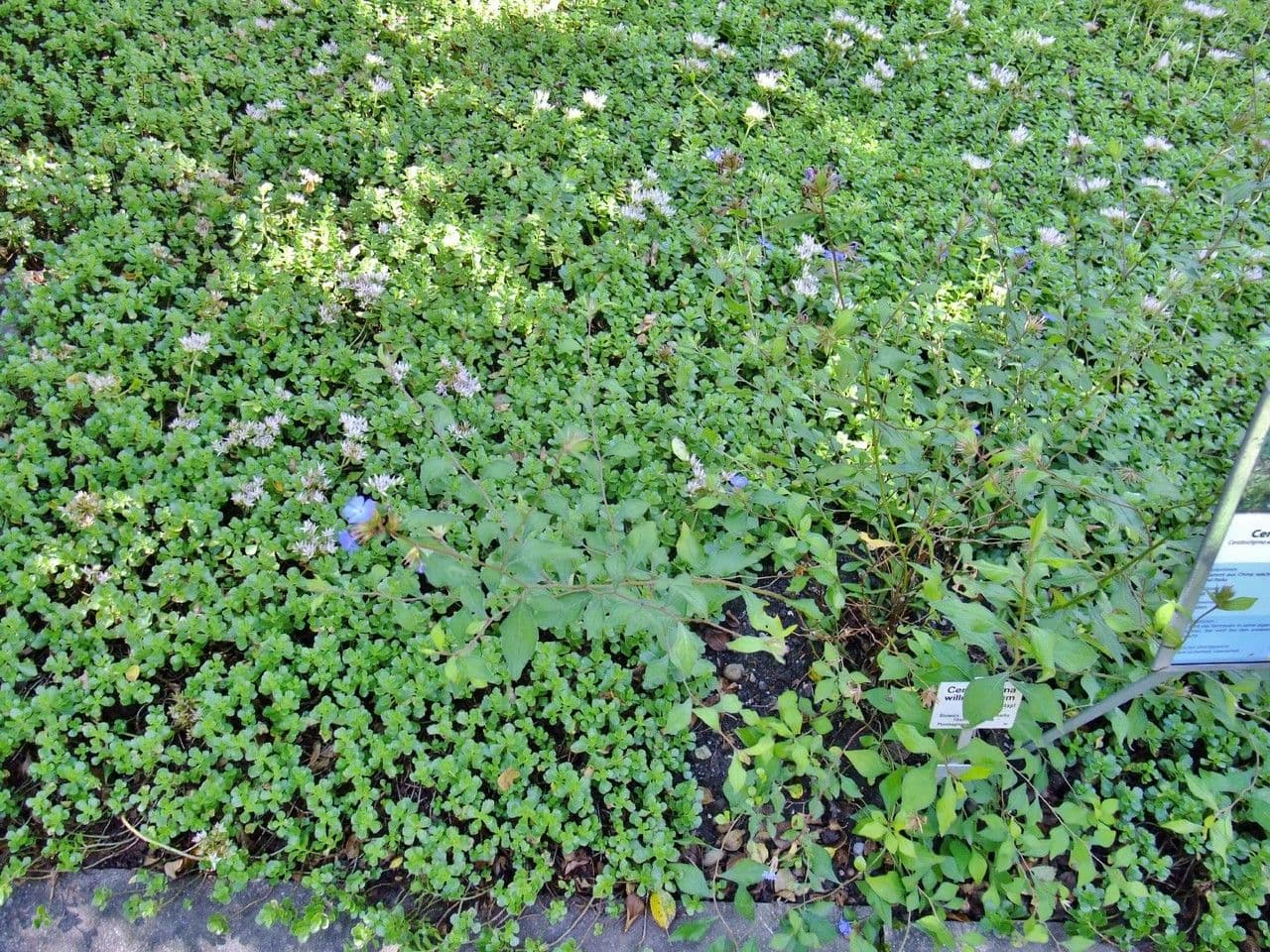 Ceratostigma 13