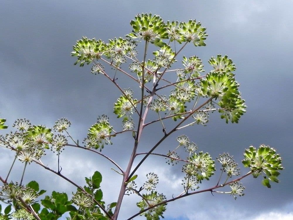 Myodocarpus 8
