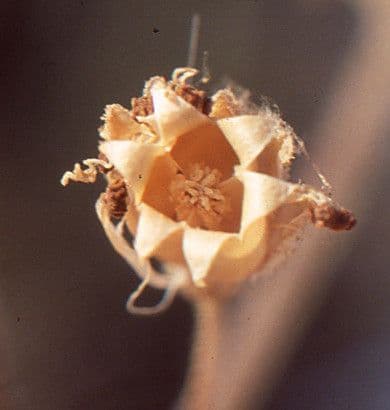 Silene 2