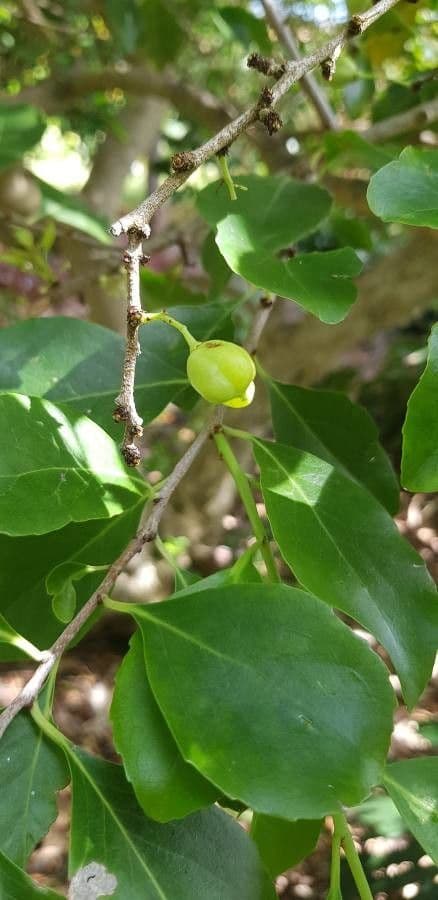 Gymnosporia 3
