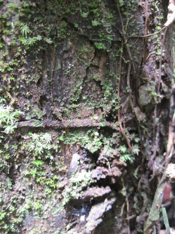 Iryanthera 13