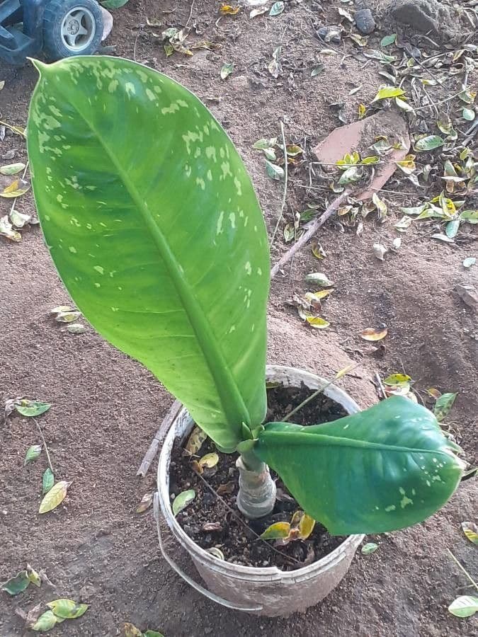 Dieffenbachia 3