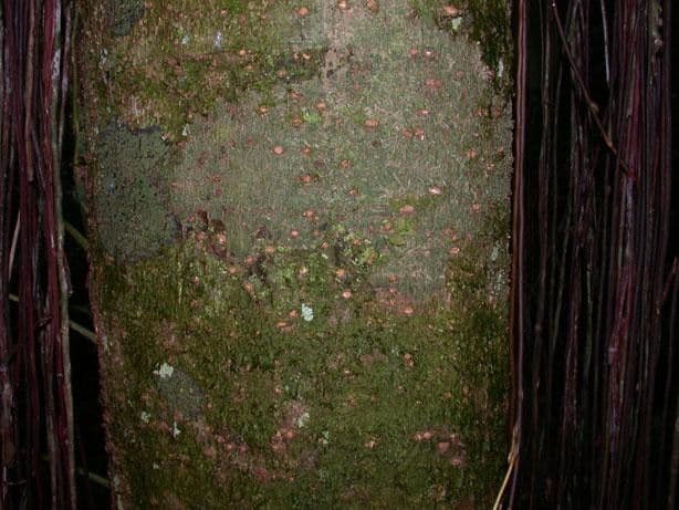 Licania 9