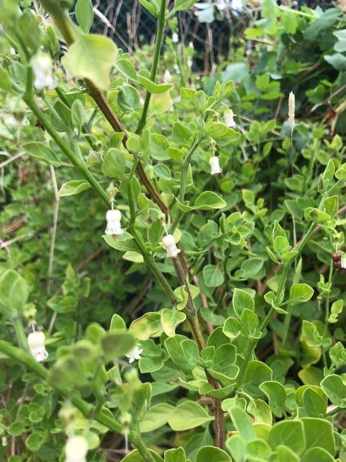 Salpichroa origanifolia 17