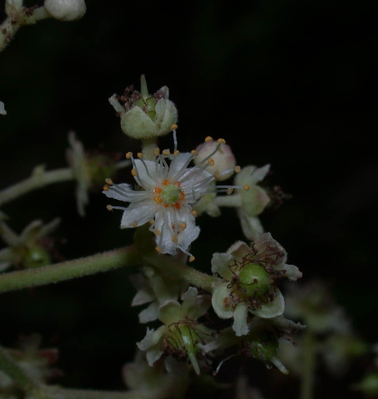 Hasseltia floribunda 3