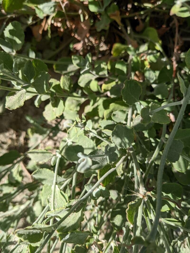 Eriogonum 11