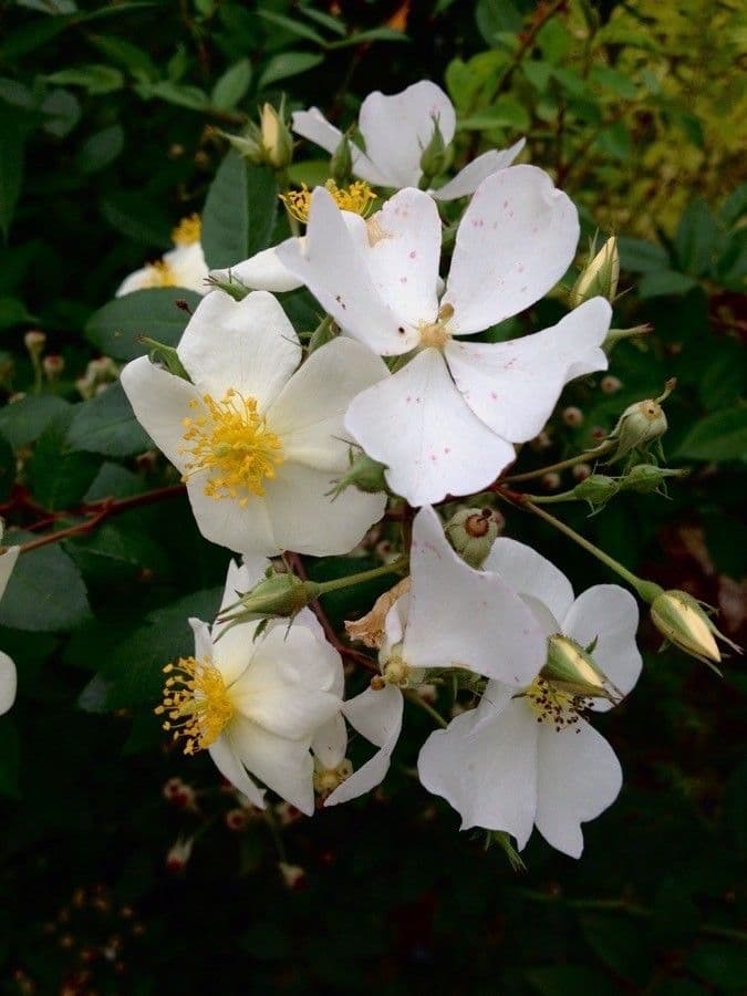 Rosa selvatica comune 13