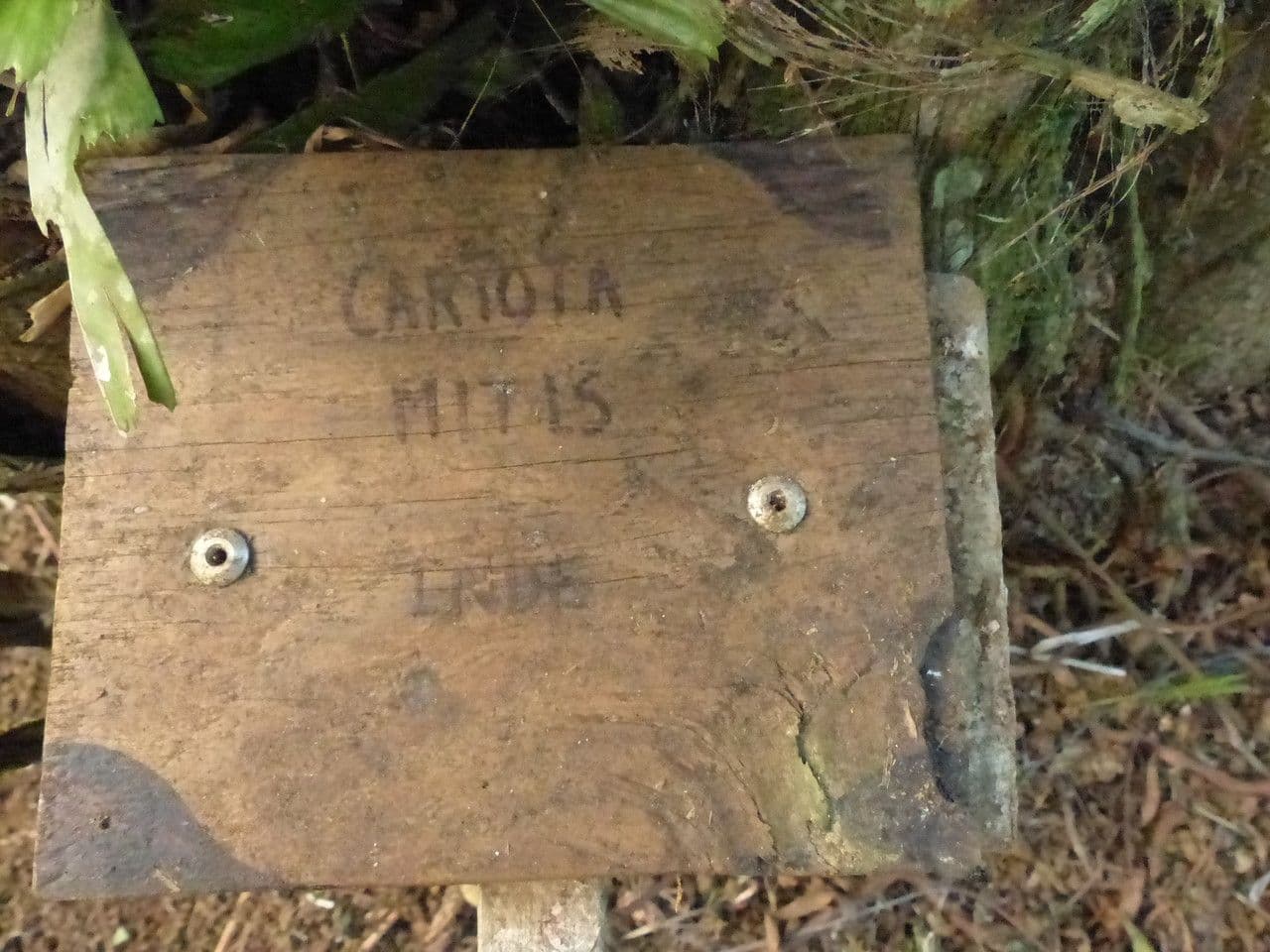 Palmier queue de poisson 26