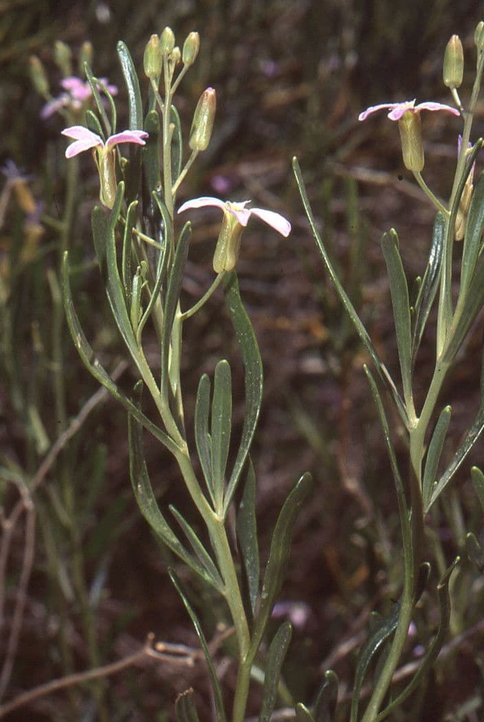 Henophyton 10