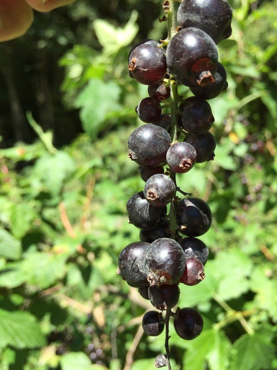 Ribes 2