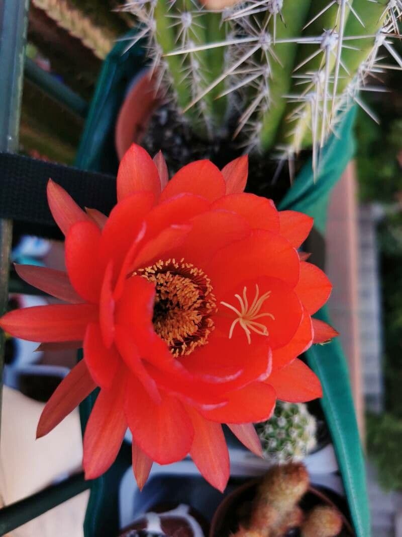 Cactus