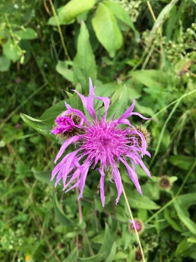 Centaurea nervée 8