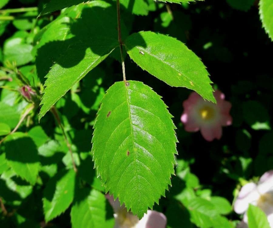 Rosa selvatica comune 19